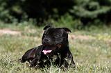 STAFFIE 404